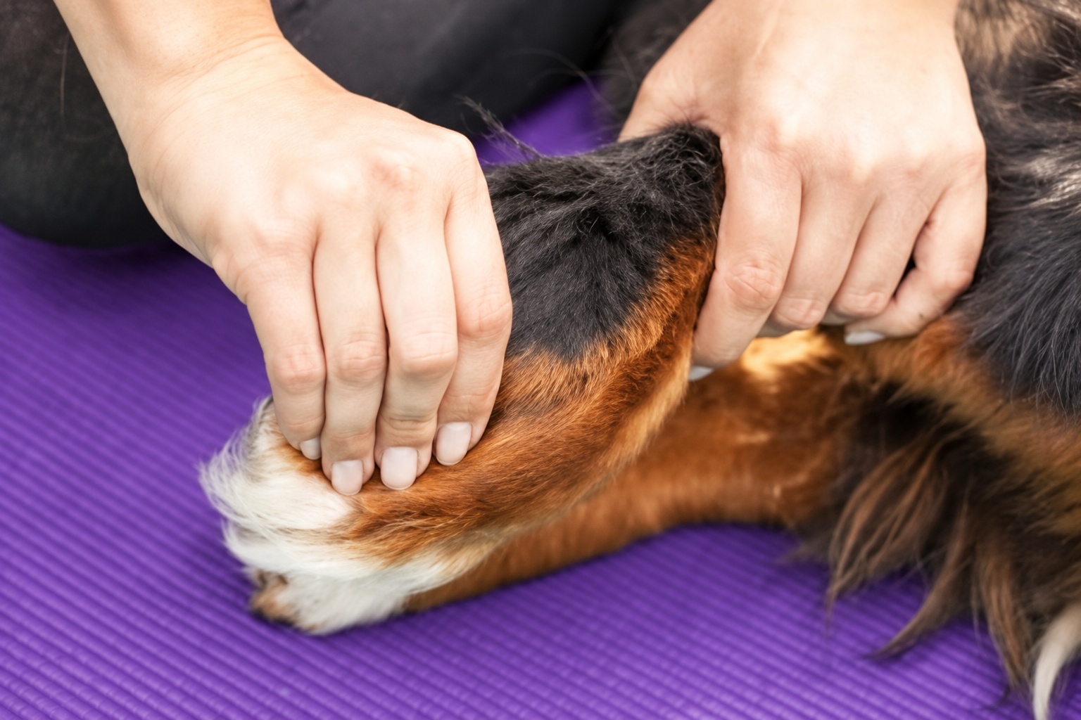 Physiotherapeutische Behandlung eines Hundes auf einer lila Matte